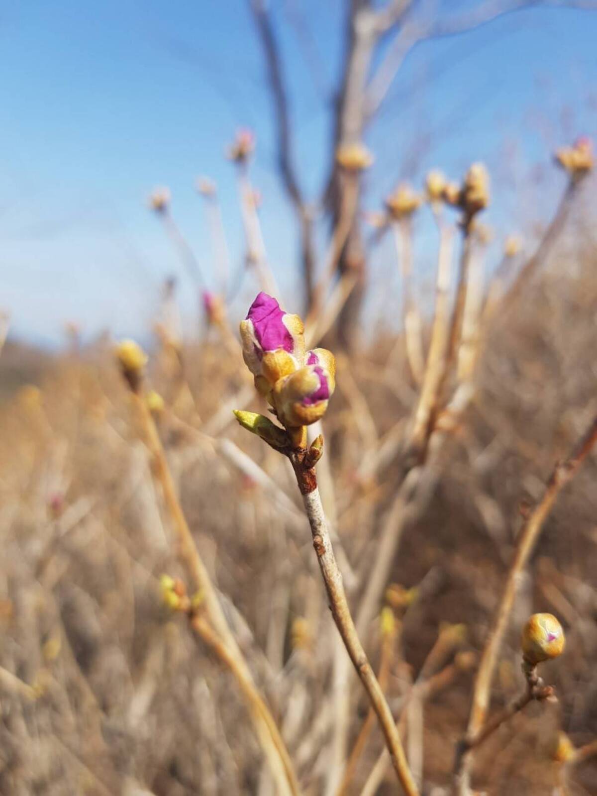 2022. 3. 16일자 진달래 개화현황