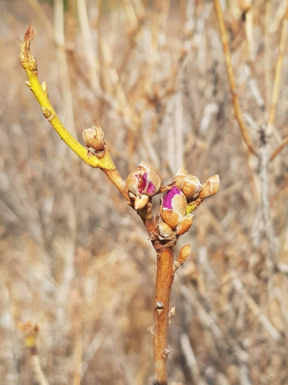 2022. 3. 16일자 진달래 개화현황