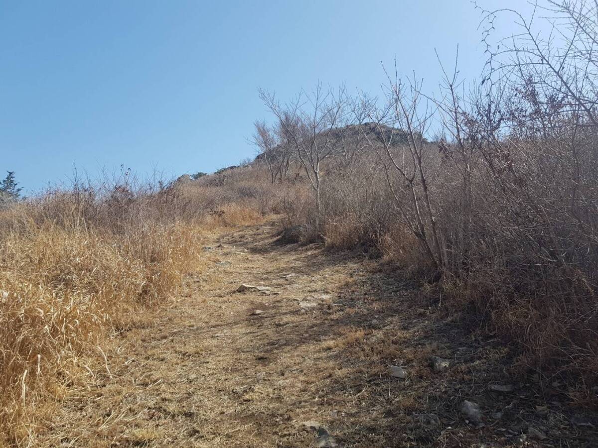 2022. 3. 16일자 진달래 개화현황