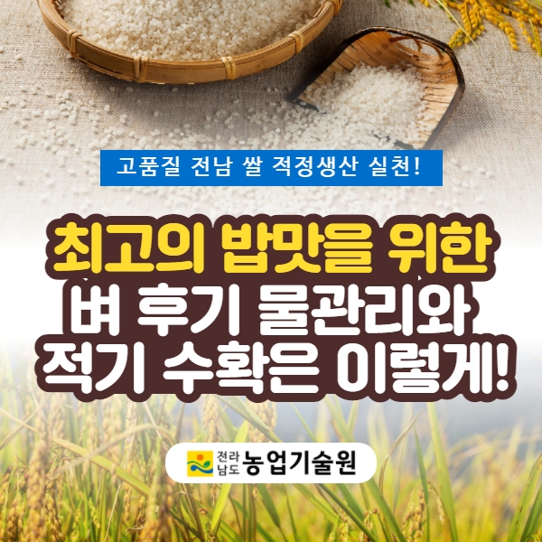 최고의 밥맛을 위한 벼 후기 물관리와 적기수확은 이렇게! 