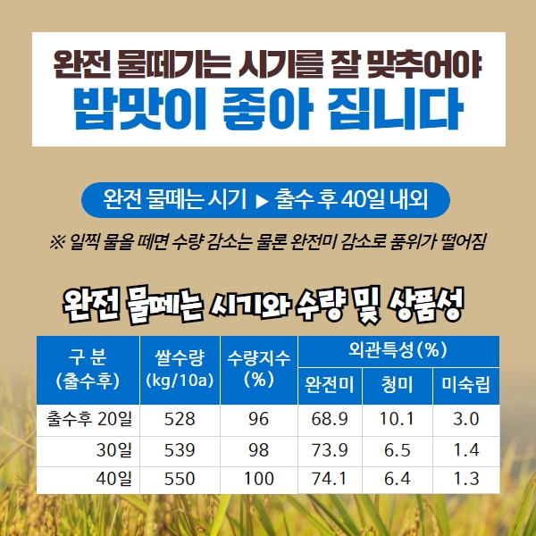 최고의 밥맛을 위한 벼 후기 물관리와 적기수확은 이렇게! 