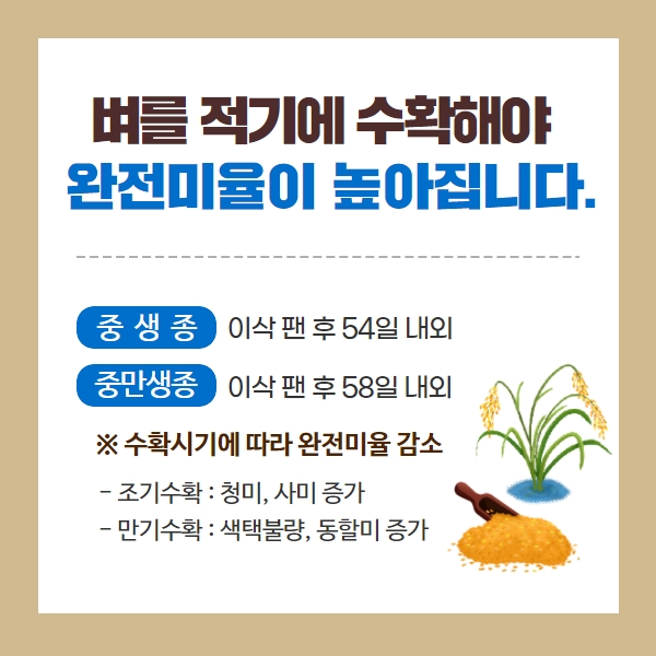 최고의 밥맛을 위한 벼 후기 물관리와 적기수확은 이렇게! 
