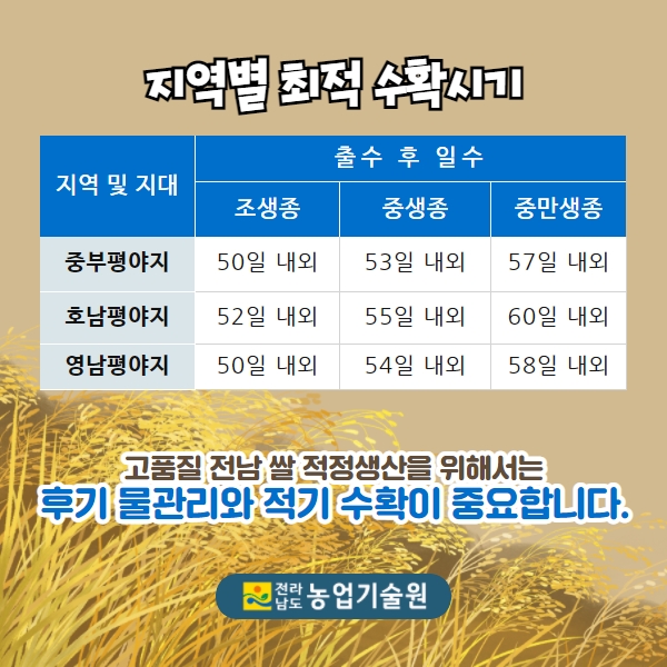 최고의 밥맛을 위한 벼 후기 물관리와 적기수확은 이렇게! 