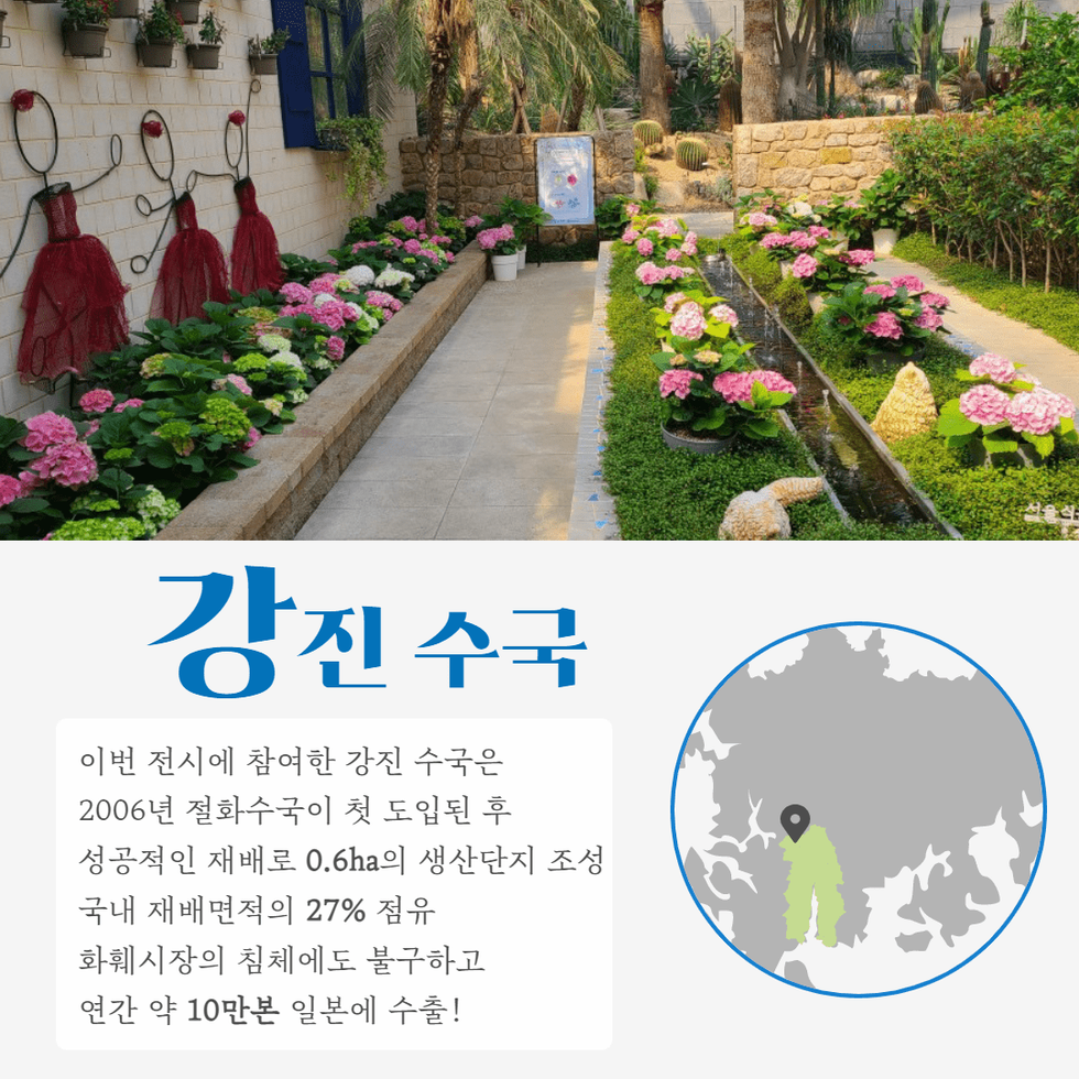 62. 수국 신품종 서울식물원 전시 호평 3.png