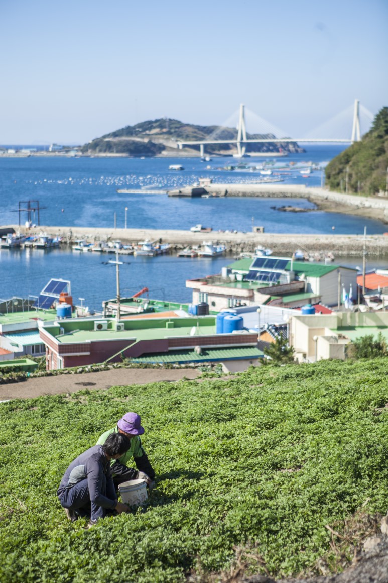 봄 향기 담은 “거문도 해풍쑥”, 2월 중순부터 출하 시작