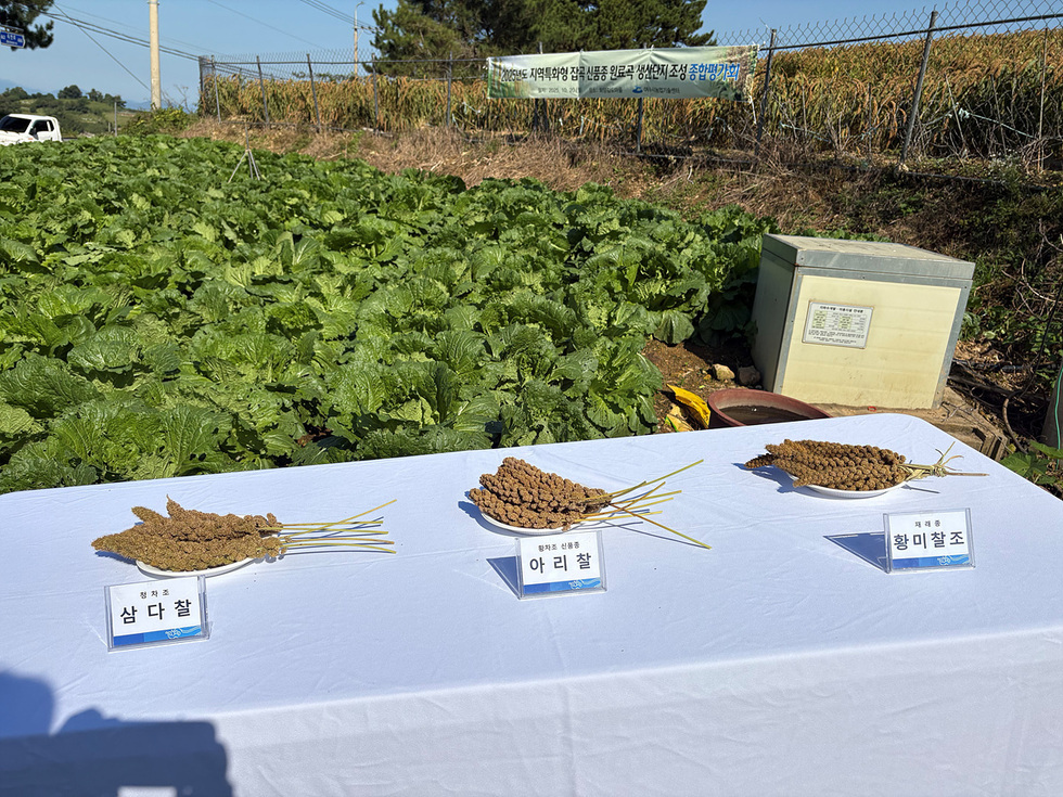 여수시, 잡곡 조 신품종 ‘아리찰’ 생산단지 조성 결과평가회 개최