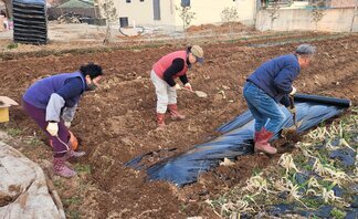 [250417]마을 공유 텃밭⑵(식재)