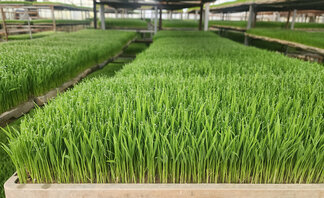 여수시, 벼 종자 발아력 검사 서비스로 건전 육묘 ‘앞장’