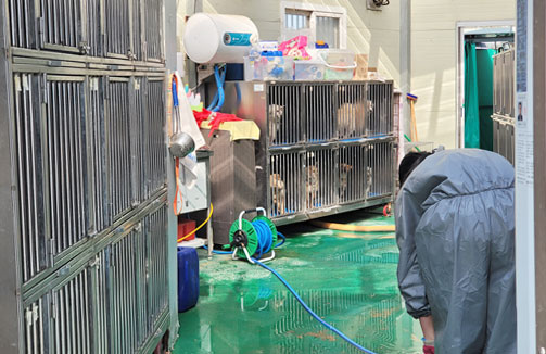 유기동물보호소 건물 안에 강아지들이 있고 남자한분이 청소하는 모습