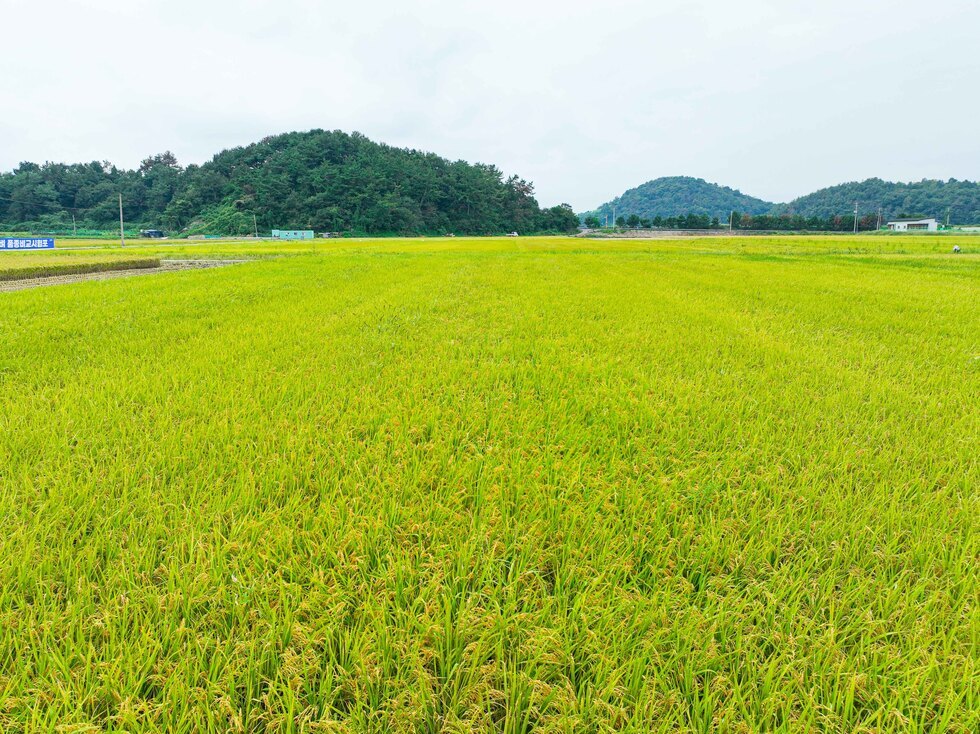 20250924 벼농사 종합평가회-14.jpg