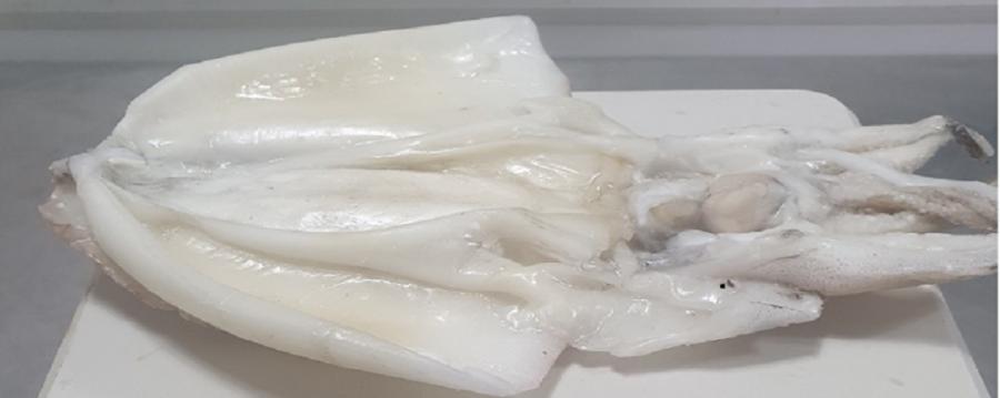 (여수동동식품) 국내산 특대 손질 갑오징어 1미 350g 내외 당일발송