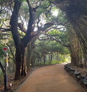 오동도 겨울 숲길