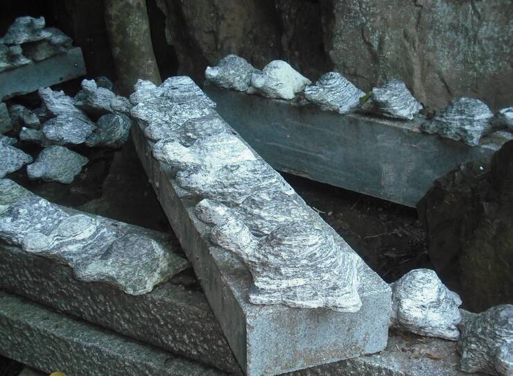 여수 향일함에서 찍은 거북이상들..