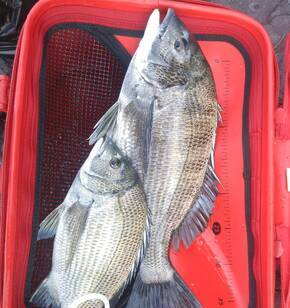 여수 감성돔회 최고입니다^^