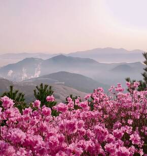 Sunrise and Azaleas