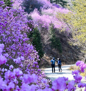 영취산진달래