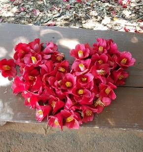 동백꽃으로 이뤄낸 사랑.