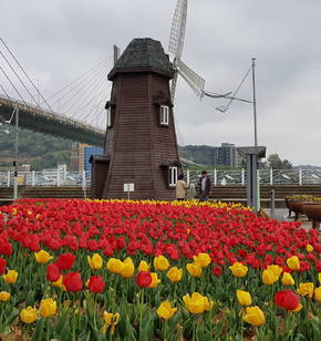 하멜전시관 앞 튤립 