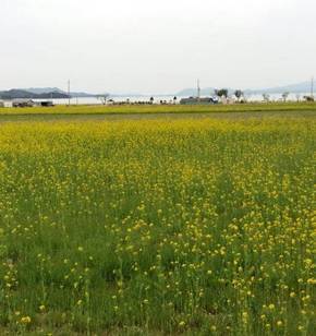 제주도 같은 율촌 반월마을 유채단지 