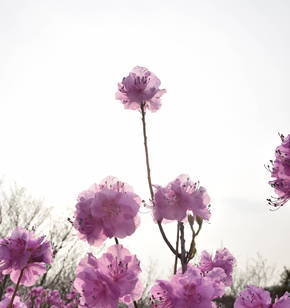 분홍분홍한 진달래 꽃잎이 너무나 사랑스럽다. 