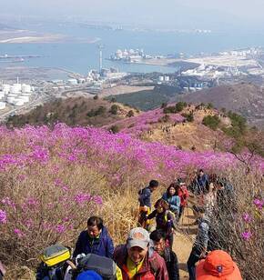 영취산 진달래 축제 산을 오르는 사람들