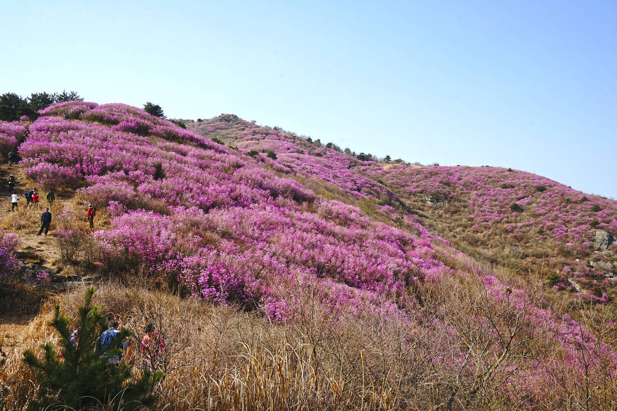 2019 여수 영취산 진달래