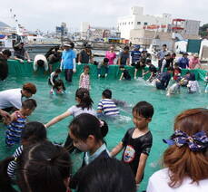 2018년 거문도백도 은빛바다체험행사