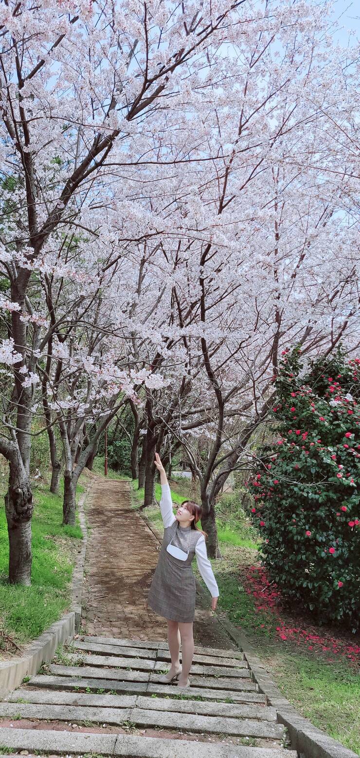여수의 숨은 벚꽃명소를 소개합니다.