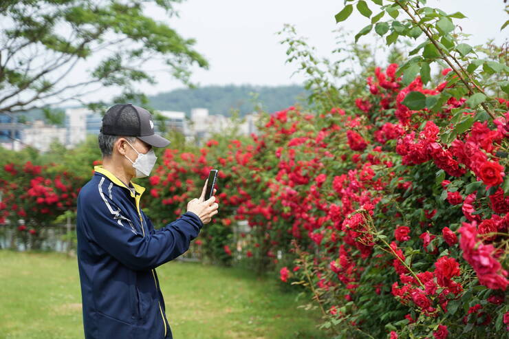 백만송이 백만송이 장미의 정원~여수 성산공원