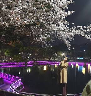 거북선공원 벚꽃 야경