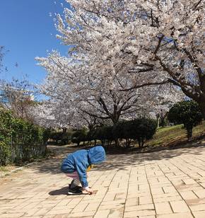 성산공원의 벚꽃
