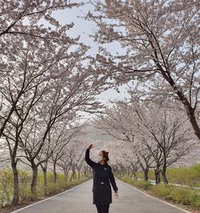 반월마을 벚꽃 