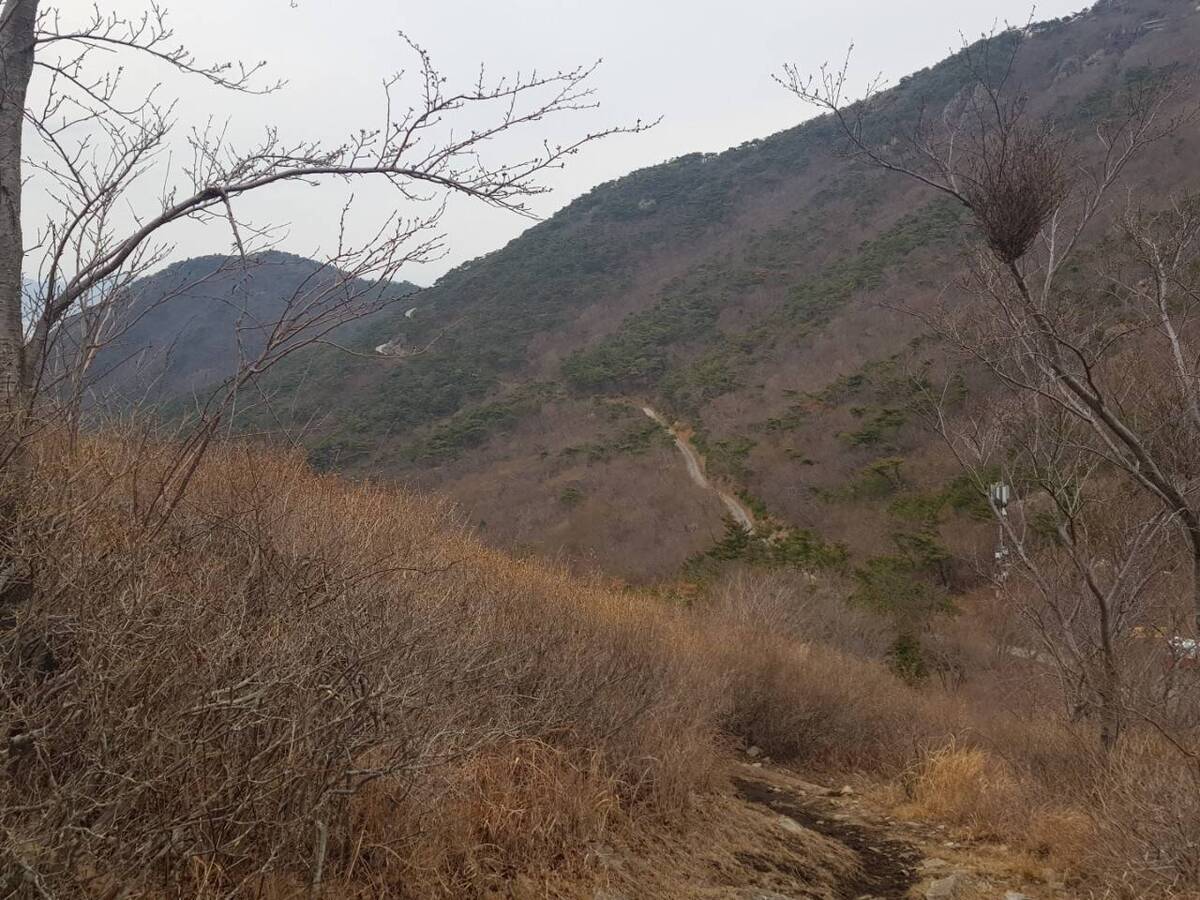 220320 진달래개화현황