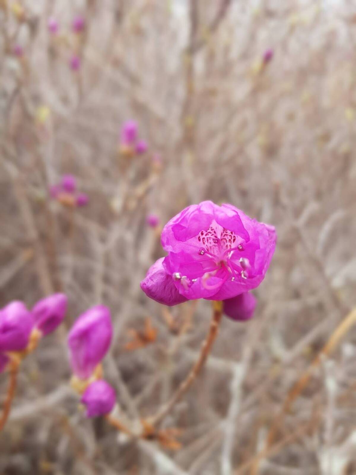 2022. 3. 22. 진달래 개화현황