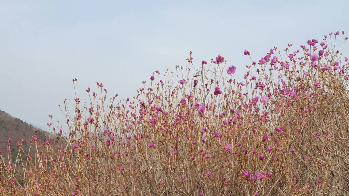 2022. 3. 22. 진달래 개화현황