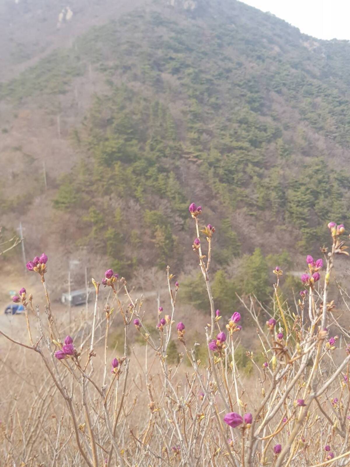 2022. 3. 22. 영취산 개화현황