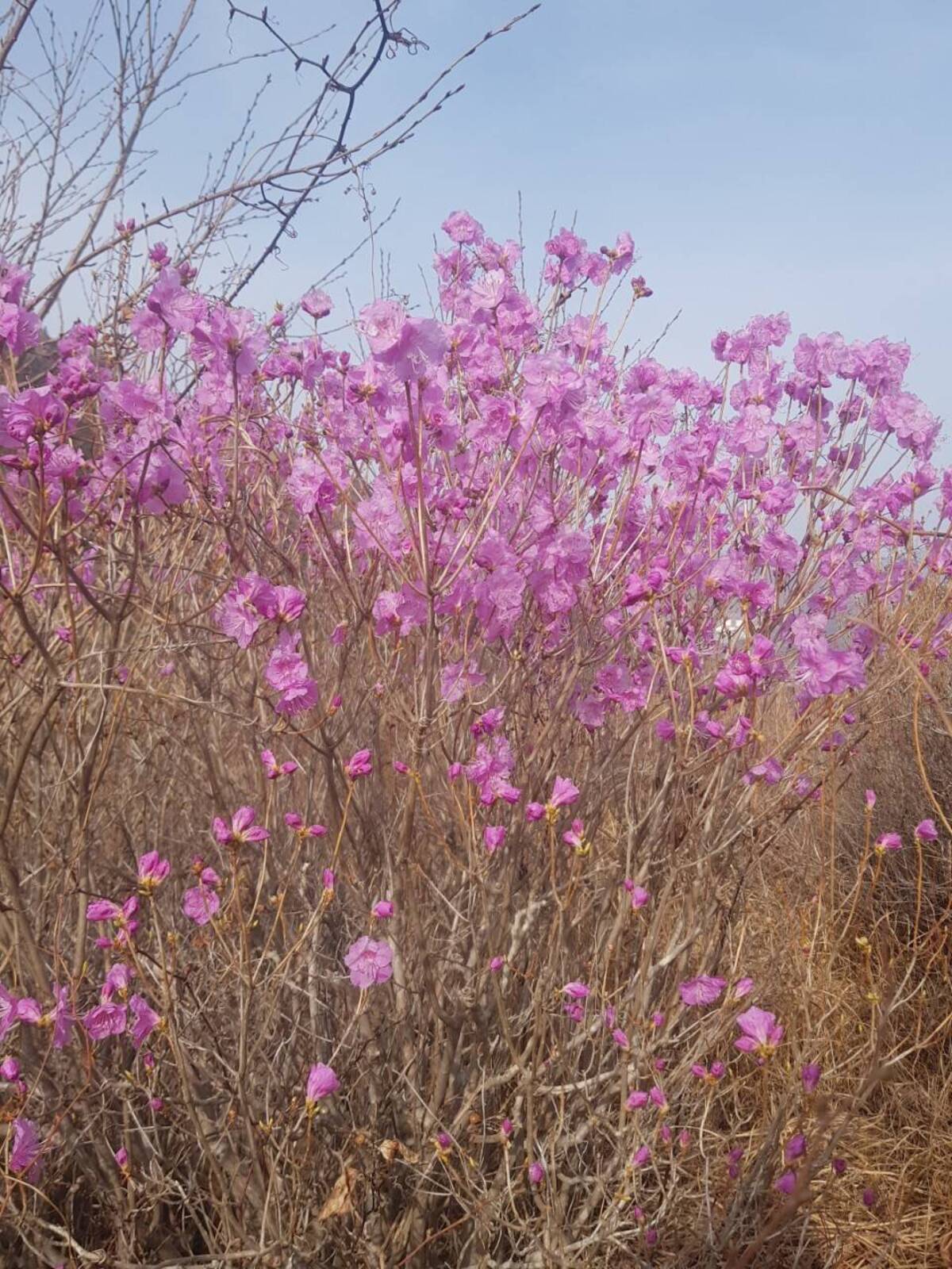 2022. 3. 22. 영취산 개화현황