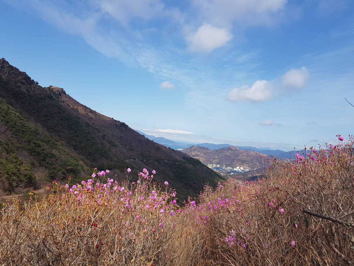 진달래꽃 개화상황