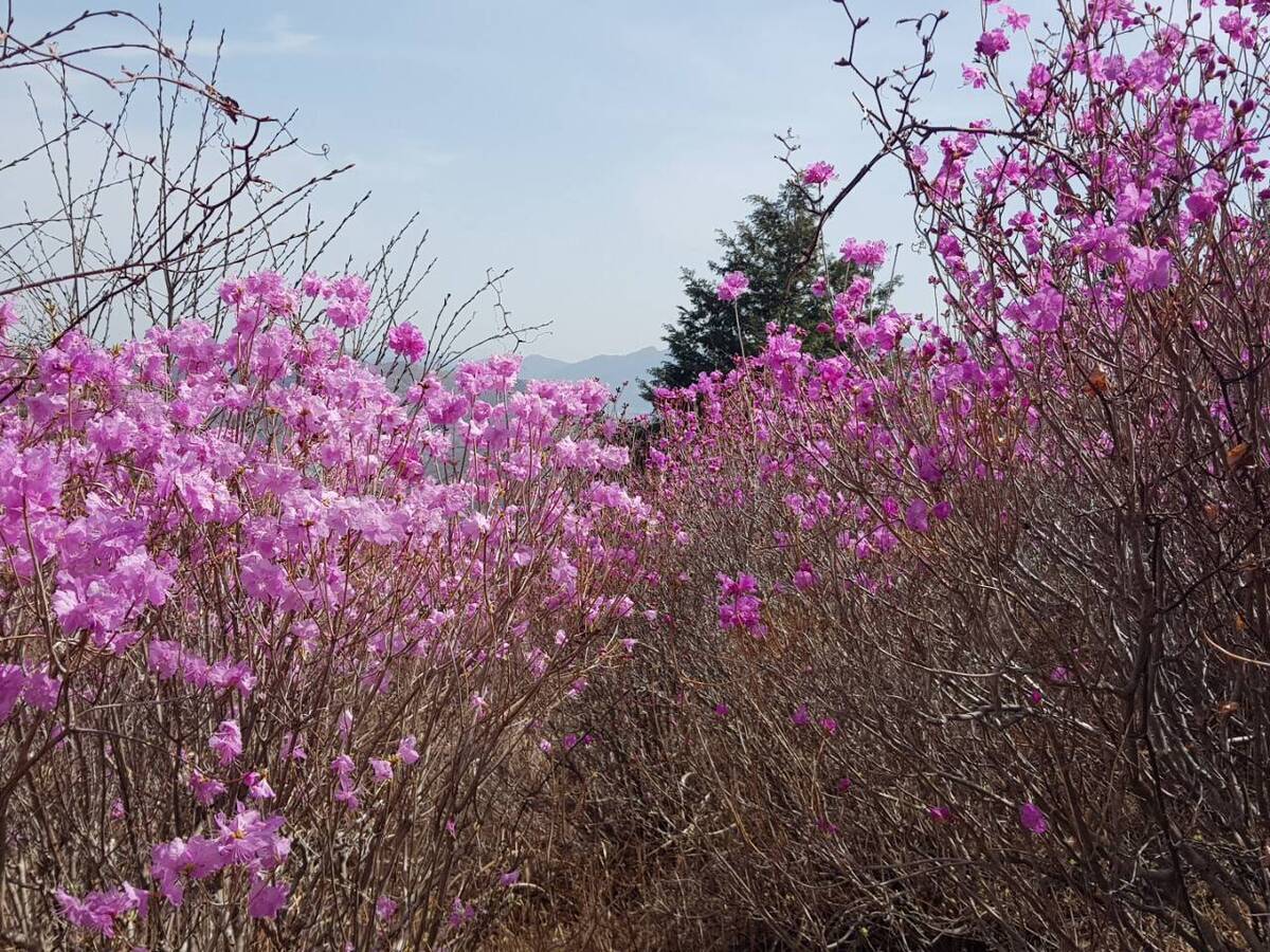 22.3.27. 개화현황