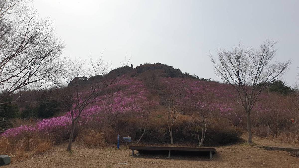 22.3.28.개화현황