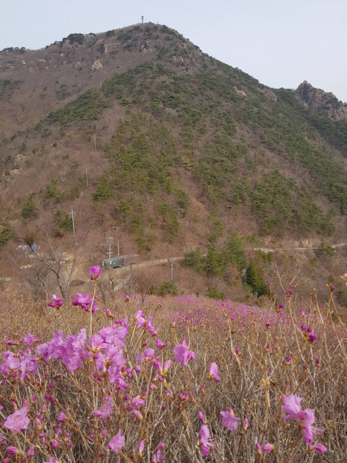 22.3.28.개화현황