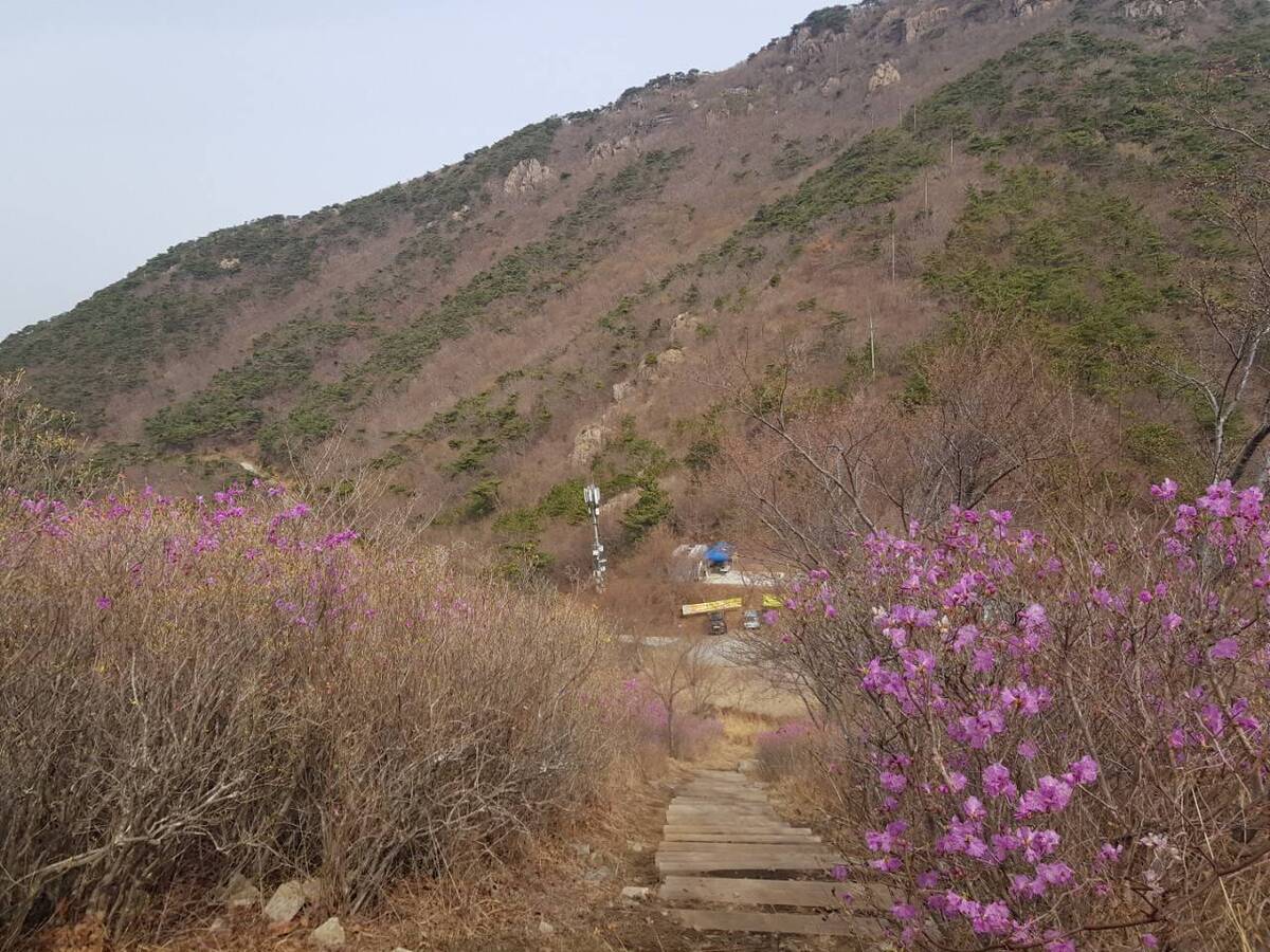 22. 3. 28. 진달래 개화현황