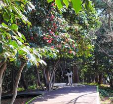 3월 29일 오동도 동백꽃