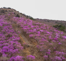 2022. 4. 7. 진달래 개화현황