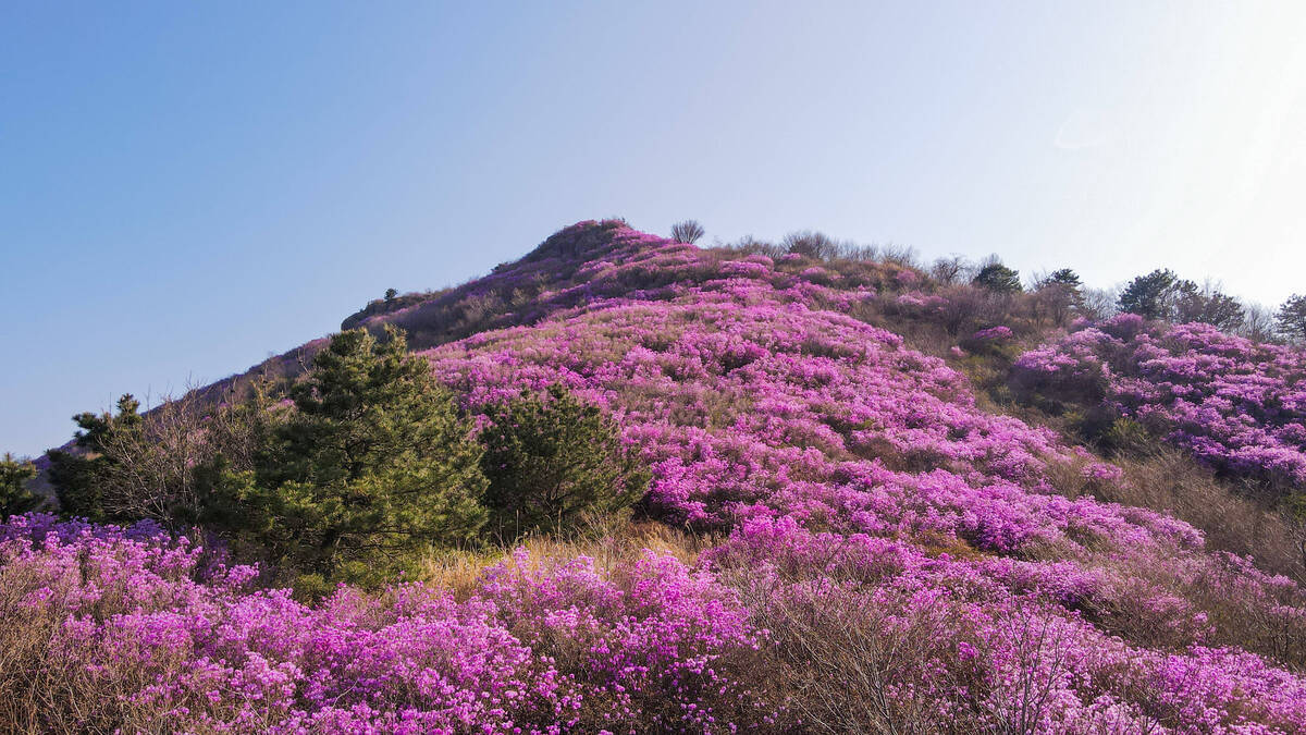 진달래 개화현황