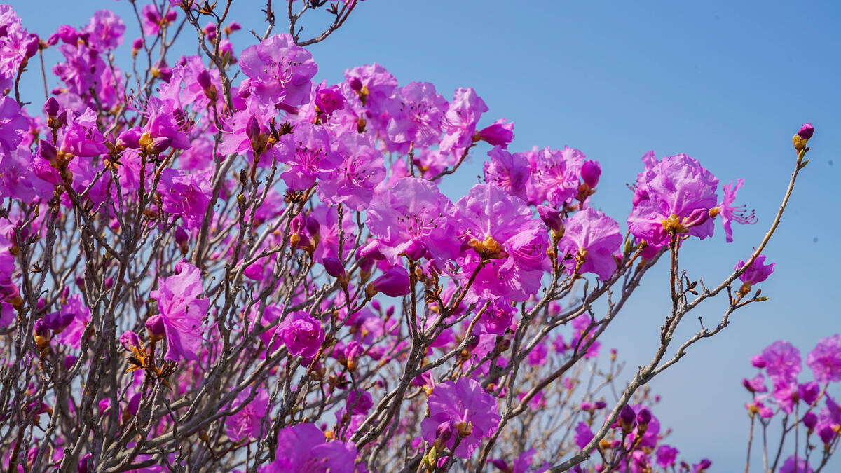 진달래 개화현황