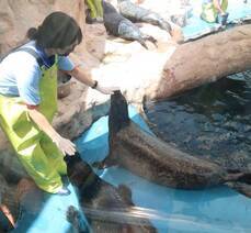 아쿠아플라넷::참물범 간식타임 /메인수조 피딩 즐기기