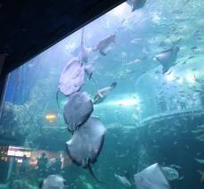 아쿠아플라넷::참물범 간식타임 /메인수조 피딩 즐기기
