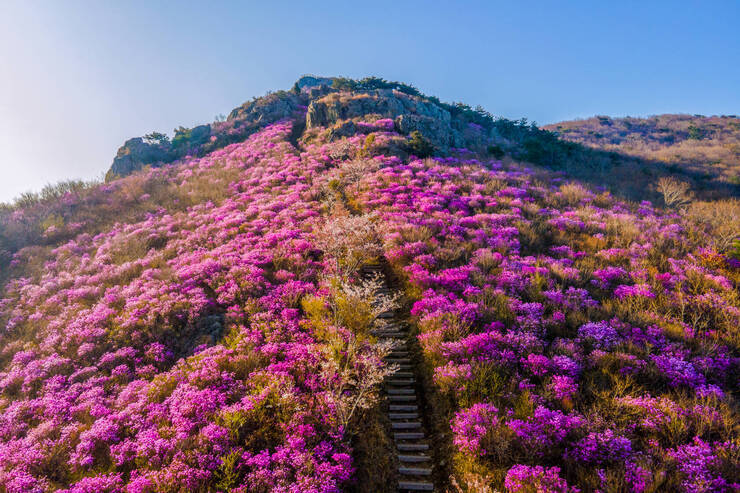영취산의 봄