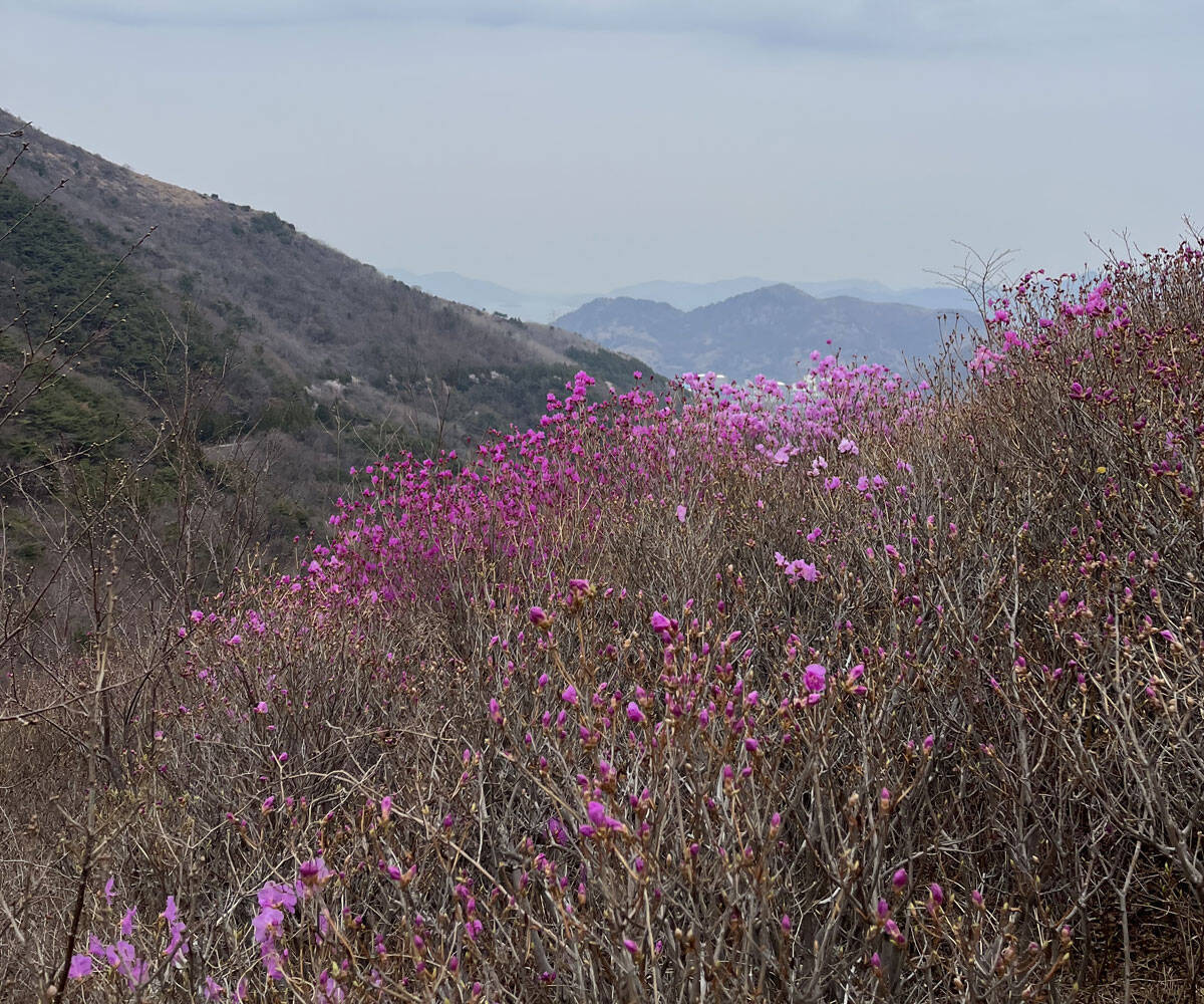 2023년 3월 28일 진달래 개화현황